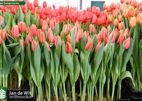 Tulipa Orange County (1)